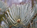 Abies concolor Violacea IMG_4822 Jodła jednobarwna